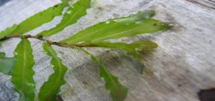 Curly Leaf