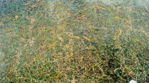 50-60% Milfoil